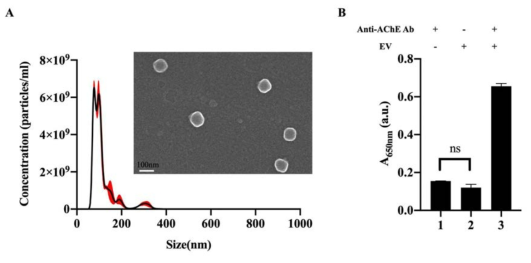 소태아혈청 엑소좀의 특성화 (A) 엑소좀의 크기 및 농도 (Inset 사진은 Field-emission scanning electron microscopy를 통해 측정한 엑소좀), (B) Anti-AChE 1차 항체(Anti-AChE Ab) 및 peroxidase가 표지된 2차 항체를 이용한 엑소좀의 에스테르 가수분해 효소 존재 유/무 검증