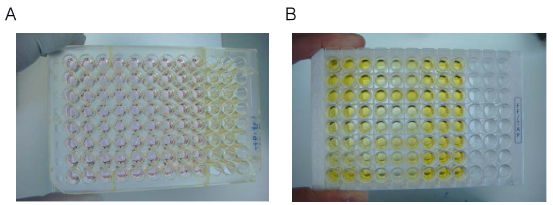 Florfenicol 검출을 위한 경합반응 중의 IC-TRFIA microplate(A) 및 최종 발색 후의 ELISA microplate(B)