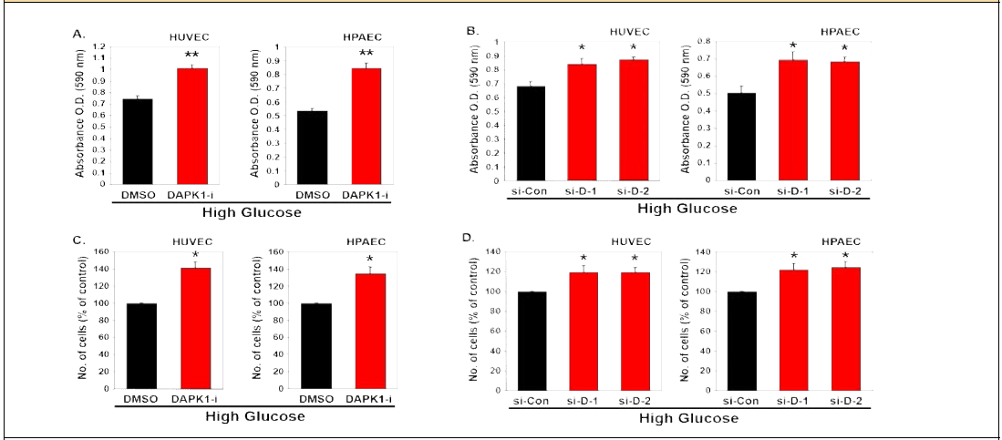 고농도 포도당에 의한 혈관 노화 현상 및 DAPK1 knockdown에 의한 세포 증식 회복