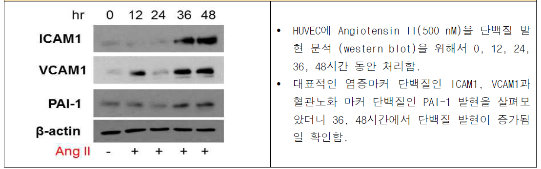 시간 별 Angiotensin II 처리에 의한 노화 마커 단백질 변화 확인