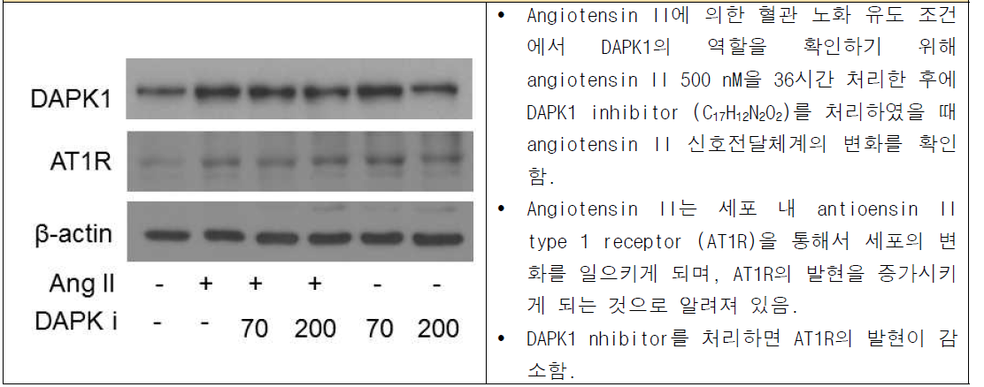 DAPK1 inhibitor 처리에 의한 DAPK1, AT1R 발현 변화 확인