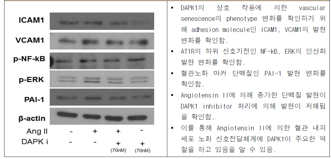 DAPK1 inhibitor 처리에 의한 혈관 내피세포 노화 신호전달체계 발현 확인