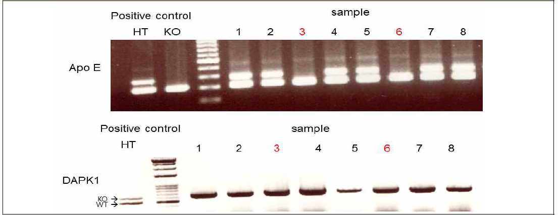DAPK1 KO/ApoE KO 이중 교배 마우스 제작 및 생산