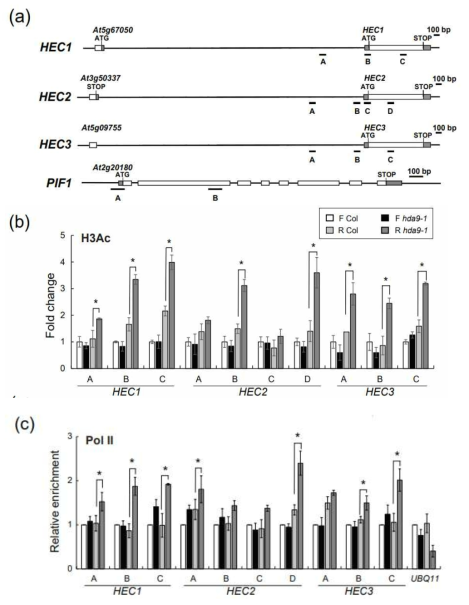 HDA9에 의한 HEC 유전자들의 전사 조절 메커니즘. (a) HEC1, HEC2 그리고 HEC3 유전자 부위 primer 위치. (b) 각 유전자부위의 histone acetylation enrichment 정도. (c) RNA polymerase II　 enrichment 정도를 야생종과 hda9 돌연변이체에서 광조건 처리 후 관찰하였다