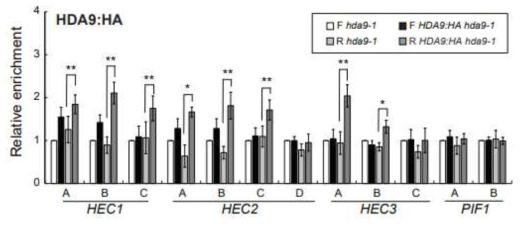 적색광 처리 후, HDA9이 HEC 유전자 부위에 직접 결합하는지 관찰하기 위하여 hda9-1 돌연변이체와 HDA9:HA transgenic line에서 적색광 처리 유무에 따른 HDA9의 relative enrichment를 HEC 유전자 부위에서 측정하였다