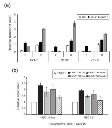 HEC을 통한 PIF1과 HDA9의 종자발아 조절. (a) pif1 돌연변이체와 hda9 돌연변이체에서 5분의 Fp (1.8 μmol/m2s) 혹은 5분의 Rp (40 μ mol/m2s)를 처리를 하고 HEC 유전자들의 발현을 관찰하였다. UBQ11이 internal control로 사용되었다. (b) anti-MYC antibody를 사용하여 HEC1의 유전자 좌위에서 PIF1의 enrichemnt를 측정하였다