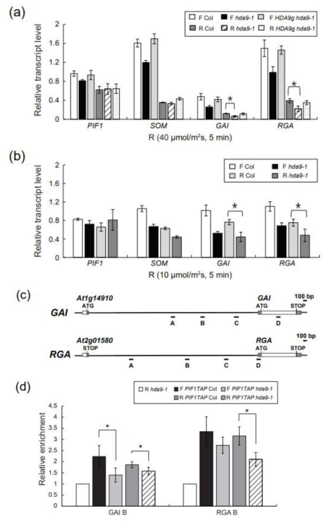 PIF1의 직접 타깃으로 알려진 유전자들의 발현 및 HDA9과의 상관관계 분석. (a) RT-qPCR로 빛처리를 한 종자에서 SOM, GAI, RGA 유전자들의 발현을 측정하였고 UBQ11으로 보정하였다. (b) 빛 처리의 조건을 조절하여 (10 μmol/m2s) 서 SOM, GAI, RGA 유전자들의 발현을 측정하였다. (c) GAI와 RGA 유전자 좌위의 primer 부위 (d) GAI, RGA 유전자에 PIF1이 enrich되는 것을 ChIP assay를 통해 관찰하였다