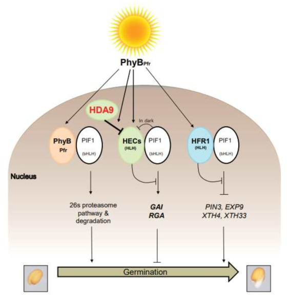 빛에 의해 조절되는 종자의 발아시기 조절 메커니즘에서 HDA9의 역할과 HDA9의 타깃 및 타깃 조절 세부 메커니즘 모식도. HDA9은 HEC 유전자 좌위의 히스톤 H3 아세틸화 정도를 낮춤으로써 HEC의 발현 정도를 조절하고, HEC의 PIF1과의 결합여부에 따라 PIF1의 타깃인 GAI 와 RGA의 전사를 조절하여 종자발아를 조절하게 된다