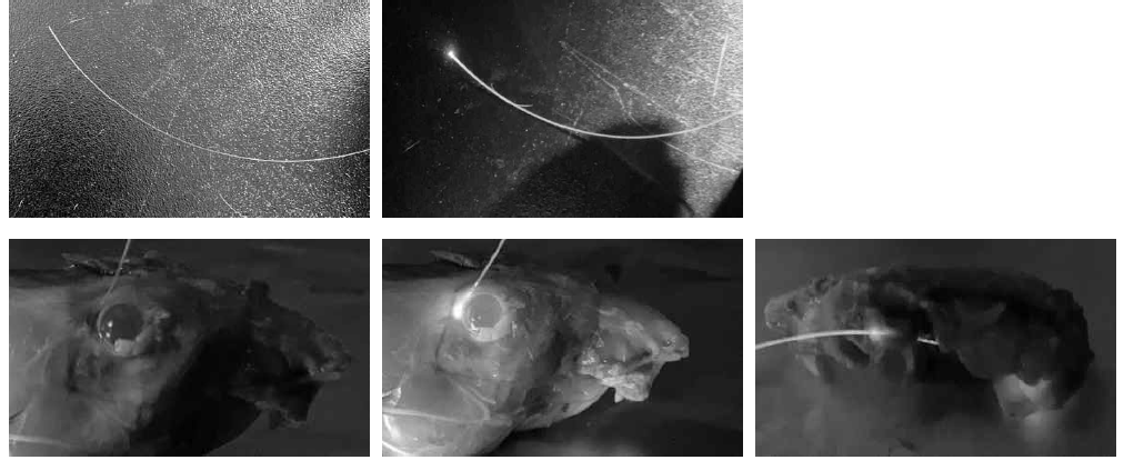 Transorbital 접근법을 이용한 rat model에 해마자극을 통한 PBMT 적용