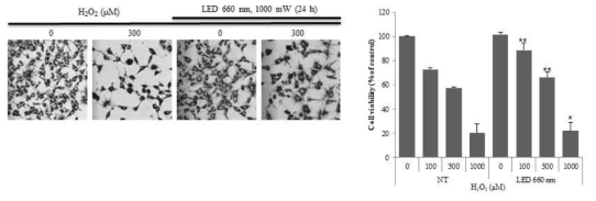 LED 660 nm는 산화스트레스에 의한 세포사멸을 억제