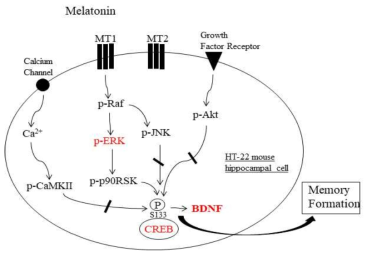 BDNF 신호전달 경로