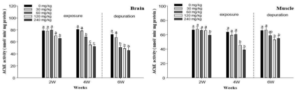 Changes of acetylcholinesterase activities in brain and muscle of starry flounder, Platichthys stellatus exposed to dietary lead (Pb) for 4 weeks, followed by a depuration period of 2 weeks. Values are mean±S.D. Values with different superscript are significantly different in 2, 4 and 6 weeks ( P < 0.05) as determined by Duncan's multiple range test