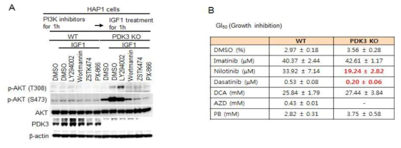PI3K 억제제 (A) 및 BCR-ABL 억제제를 이용한 PDK3 KO HAP1의 반응실험