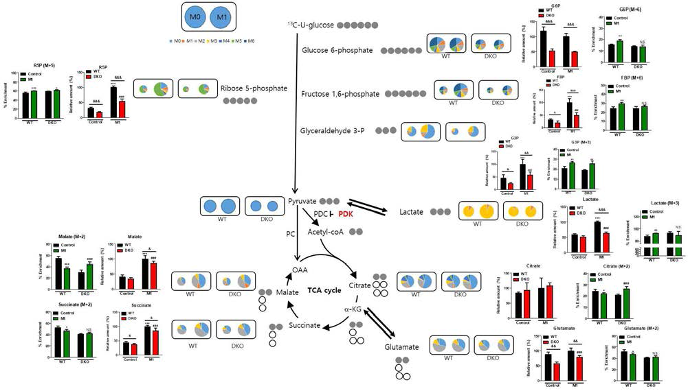 Macrophage 에 적용한 13C glucose로 표지한 metabolic flux analysis