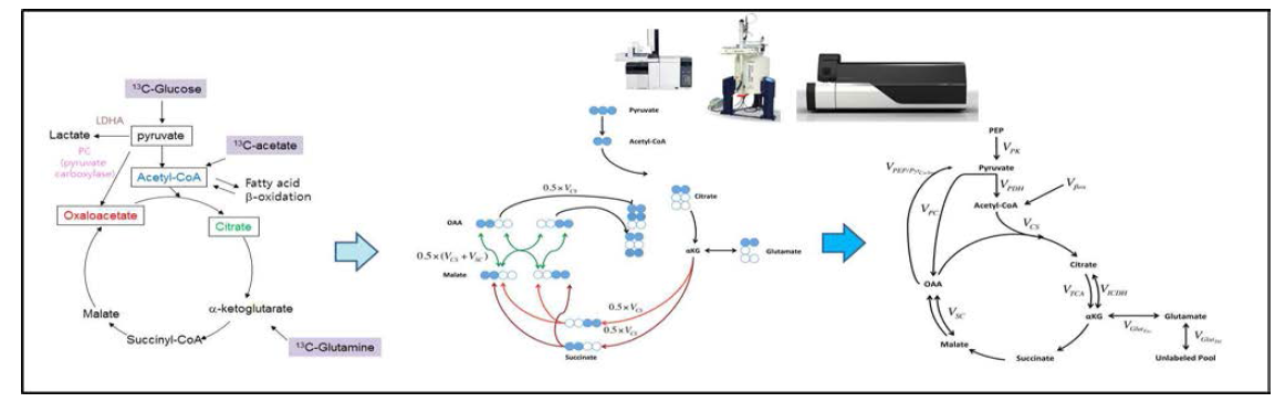 다양한 대사체 13C-MFA를 이용한 TCA cycle metabolic flux 연구 분석 흐름 개요도