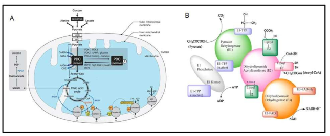 Pyruvate oxidation에서의 Pyruvate dehydrogenase (PDH)의 역할 (A) 및 구조 (B)