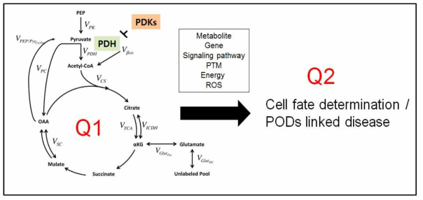 과제핵심 모식도: PDH flux 산출 (Q1) 및 대사체에 의한 유전자 발현조절 기작 규명 (Q2)