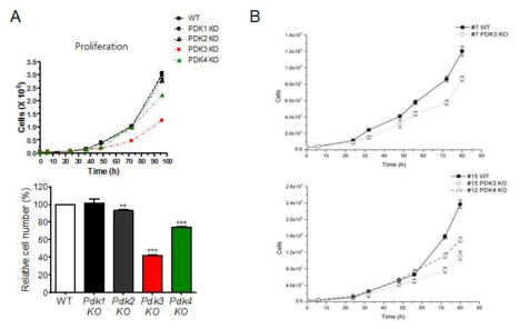 PDK KO HAP1 세포주의 증식률 비교