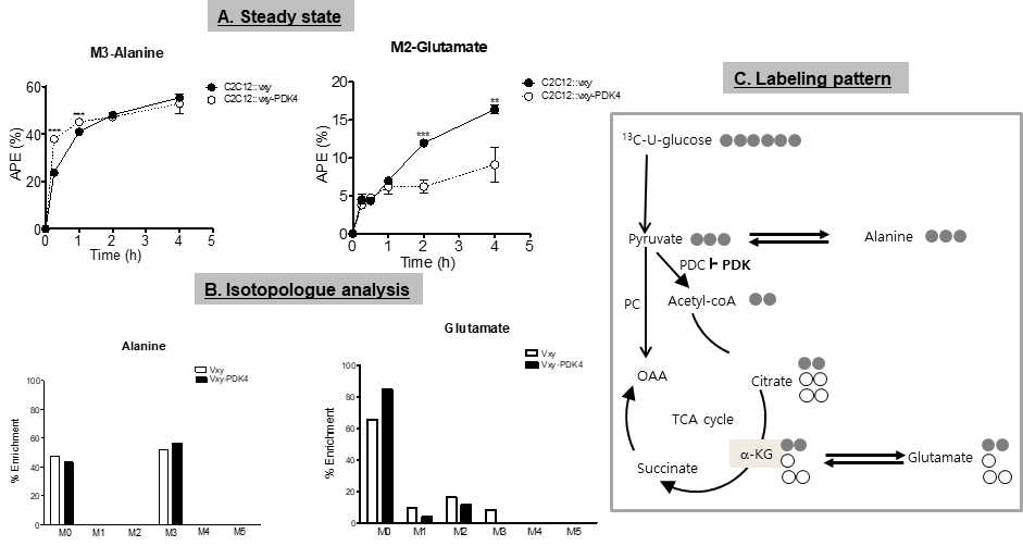 [U-13C]-glucose로 labeling 한 후, alanine과 glutamate 의 steady state 확립(A)과 isotopologue analysis (B) 결과, 그리고 labeling pattern 예상도 (C)