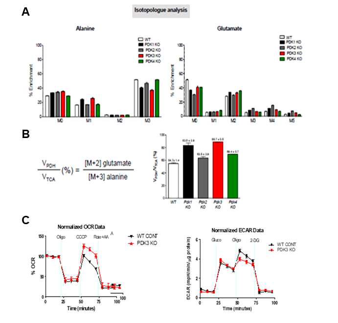 WT과 PDK KO 세포주의 13C-MFA isotopologue 결과(A), PDH flux 계산 결과 (B), OCR 및 ECAR 결과 (C)
