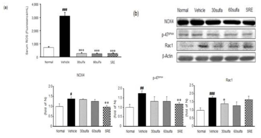 SRE decreased serum ROS and NADPH oxidase activity in colon. (a)serum ROS(b)NOX4, p47phox, and Rac1 protein expressions. Normal, normal mice; Vehicle, DSS control mice; 30sulfa; sulfasalazine 30mg/kg–treated mice; 60sulfa, sulfasalazine 60mg/kg-treated mice. Data are mean±S.E.M.(n=7) Significance:#P<0.05, ##P<0.01,###P<0.001 versus normal mice and **P<0.01, ***P<0.001versus DSS control mice