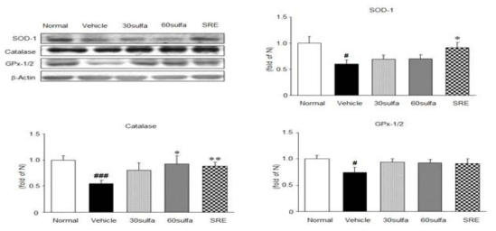 Effect of SRE on anti-oxidant proteins in DSS-induced colitis mice. SOD, Catalase, GPx-1/2 protein expressions. Normal, normal mice; Vehicle, DSS control mice; 30sulfa; sulfasalazine 30 mg/kg-treated mice; 60sulfa, sulfasalazine 60mg/kg-treated mice. Data are mean ± S.E.M.(n=7) Significance: ##P<0.01,###P<0.001 versus normal mice and *P<0.05,**P<0.01 versus DSS control mice