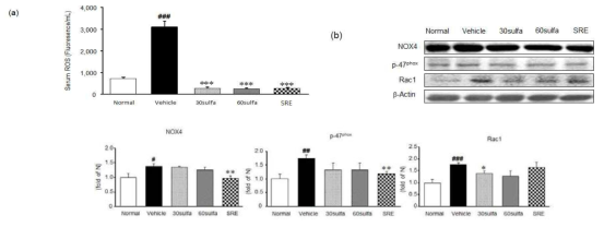 Effect of supercritical heat-treated radish extract(SRE) on the Expression of ROS and NADPH Oxidase in Serum. (a) serum ROS (b) NOX4, p47phox, and Rac 1 protein expressions. Normal, normal mice; Vehicle, DSS control mice; 30sulfa; sulfasalazine 30 mg/kg-treated mice; 60sulfa, sulfasalazine 60 mg/kg-treated mice. Data are mean ± S.E.M. (n=7) Significance: #P <0.05, ##P <0.01, ###P <0.001 versus normal mice and **P <0.01, ***P <0.001 versus DSS control mice