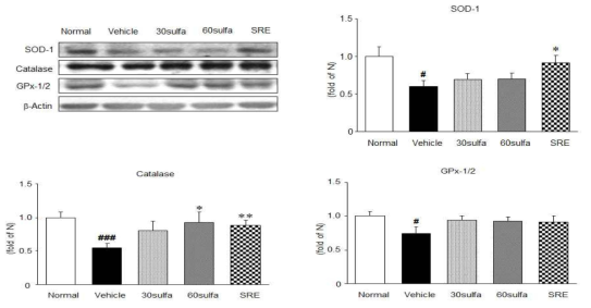 Effect of supercritical heat-treated radish extract(SRE) on the expression of endogenous antioxidant enzymes in serum. SOD, Catalase, GPx-1/2 protein expressions. Normal, normal mice; Vehicle, DSS control mice; 30sulfa; sulfasalazine 30mg/kg-treated mice; 60sulfa, sulfasalazine 60mg/kg-treated mice. Data are mean±S.E.M.(n=7) Significance: ##P <0.01, ###P <0.001 versus normal mice and *P <0.05, **P <0.01 versus DSS control mice