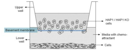 Basement membrane invasion assay using a Boyden chamber