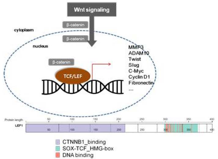 Wnt signaling pathway and schematic diagram of structure of human LEF1 (from https://pecan.stjude.cloud/proteinpaint/LEF1). Abbreviations = CTNNB1, Catenine beta 1; SOX-TCF_HMG, class 1 member of the high mobility group (HMG)-box superfamily of DNA-binding proteins