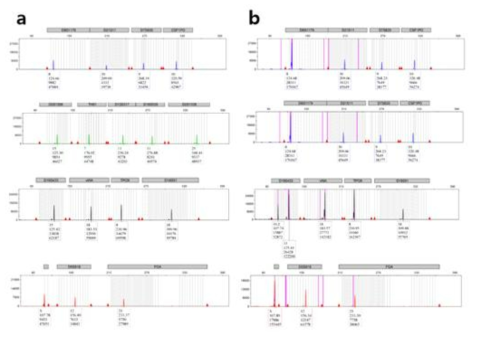 Cell line authentication using STR marker profiling. a HAP1 cells b HAP1-LEF1-STR markers except D19S433 showed single allele peaks confirming haploid or near-haploid KsOta tuces