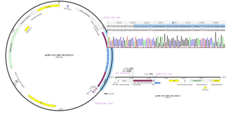 Vector map of pCMV6-LEF1 mammalian overexpression vector and sequence chromatograms of LEF1 insertion sites. The LEF1 coding sequences (NM_001130713.2) were inserted into enzyme restriction sites AsisI and MluI of the pCMV6-entry vector backbone