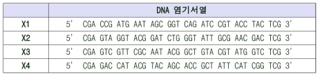 X-DNA를 이루는 ssDNA의 상보적인 염기서열