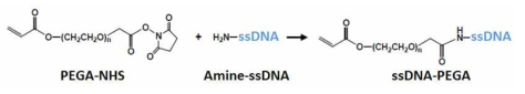 ssDNA-PEGA 합성 방법