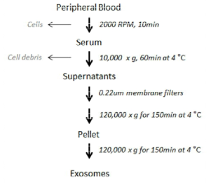 영장류 말초혈액에서의 Exosome의 분리 프로토콜