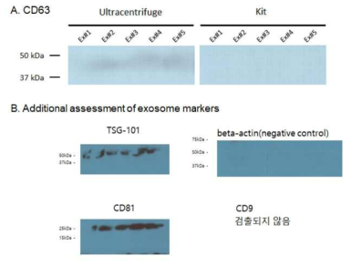 Ultracentrifuge 기법으로 분리한 영장류의 exosome의 마커 측정
