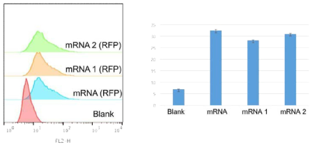 RFP mRNA의 발현효율을 Hela cell에서 평가