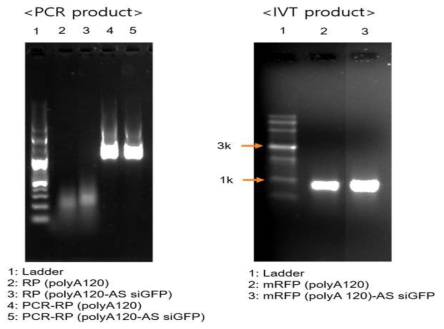 siRNA sequence가 도입된 PCR produc 및 IVT product 확인