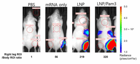 mRNA의 i.m. injection 후 luciferase 발현율 비교