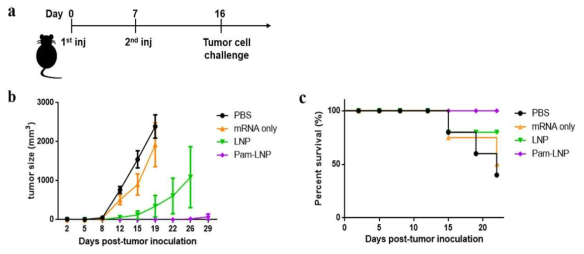 a) 암 예방 백신으로의 Pam-LNP의 활용. mRNA/LNP 백신의 i.m injection 후 tumor challenge 하고 암 예방 백신으로의 효과 검증