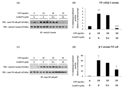 마우스 대식세포에서 LPS에 의한 분자표적A(β-catenin)와 NF-kB의 co-immunoprecipitation 증가