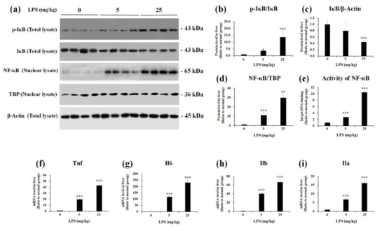 LPS-induced endotoxemic mice의 간조직에서 NF-kB signaling 및 cytokine 발현 분석