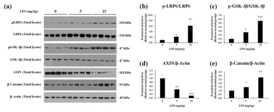 LPS-induced endotoxemic mice의 간조직에서 Wnt pathway의 분석