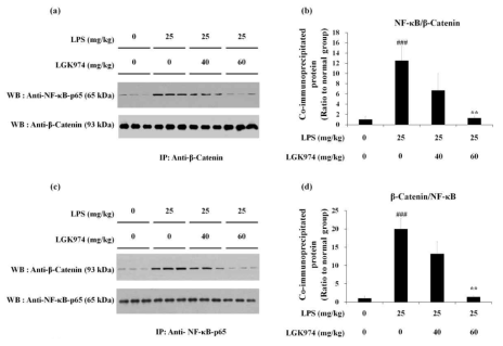 LPS-induced endotoxemic mice의 간조직에서 분자표적A(β-catenin)와 NF-kB의 coimmunoprecipitation