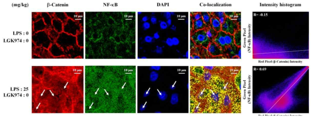 LPS-induced endotoxemic mice의 간조직에서 분자표적A(β-catenin)과 NF-kB의 colocalization