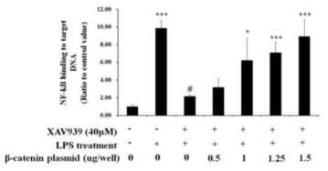 분자표적A(β-catenin)의 overexpression에 의한 후보물질 XAV939의 NF-kB activity 억제효과 소멸