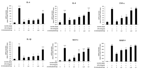 분자표적A(β-catenin)의 overexpression에 의한 후보물질 XAV939의 염증성 cytokine 발현 억제효과 소멸