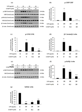 후보물질에 의한 Wnt pathway 및 NF-kB signaling 억제