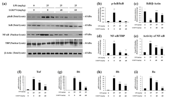 LPS-induced endotoxemic mice에서 후보물질 LGK974의 NF-kB activity 및 cytokine 발현 억제효과