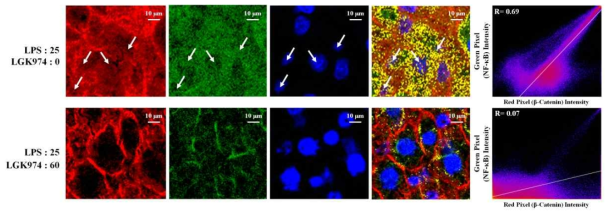 LPS-induced endotoxemic mice에서 후보물질 LGK974에 의한 분자표적A(β-catenin)과 NF-kB의 colocalization 억제